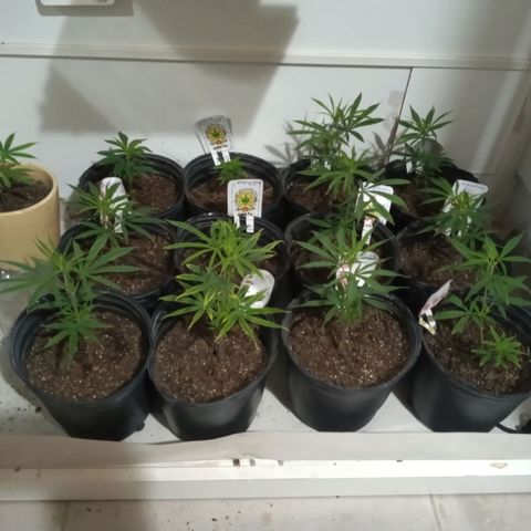 Hawaian snow growlog timeline photo