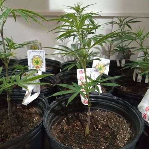 Hawaian snow growlog photo: Crecimiento muy rapido