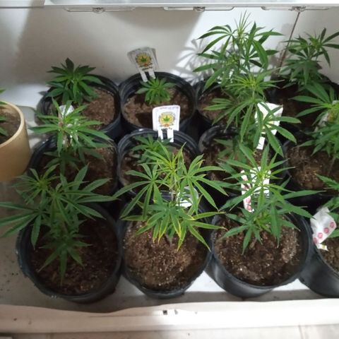 Hawaian snow growlog photo: Crecimiento muy rapido