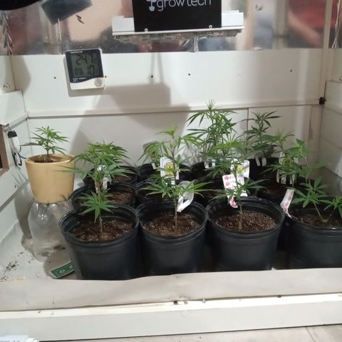 Hawaian snow growlog photo: Crecimiento muy rapido