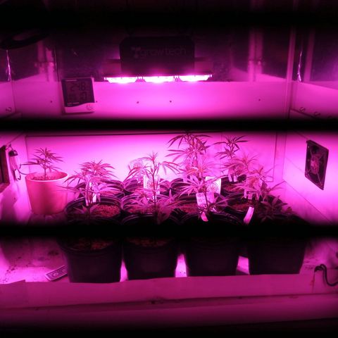 Hawaian snow growlog photo: Crecimiento muy rapido