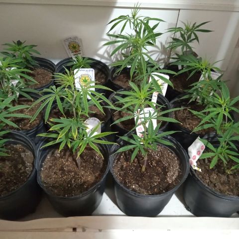 Hawaian snow growlog photo: Crecimiento muy rapido