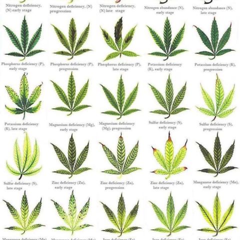 Hawaian snow growlog photo: Calendario POT