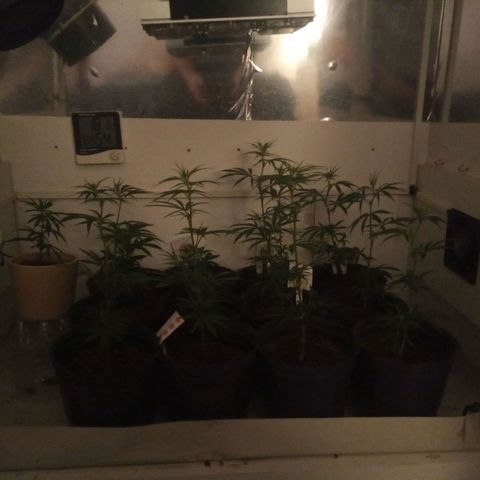 Hawaian snow growlog timeline photo