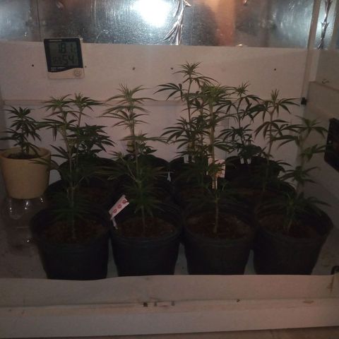 Hawaian snow growlog timeline photo