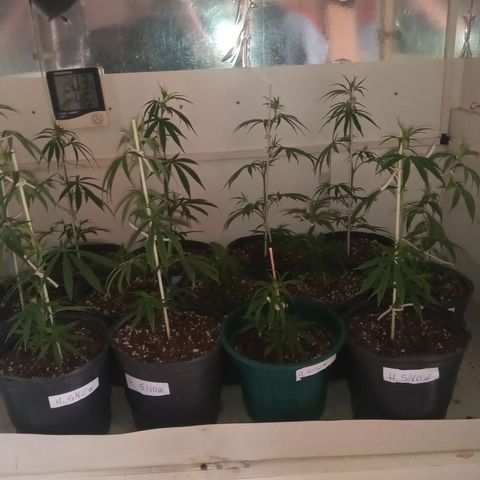 Hawaian snow growlog timeline photo