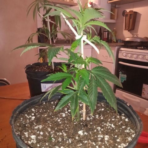 Hawaian snow growlog timeline photo