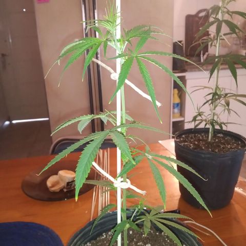 Hawaian snow growlog timeline photo