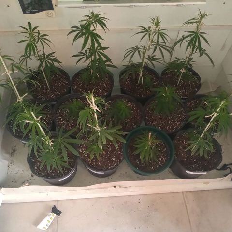 Hawaian snow growlog timeline photo