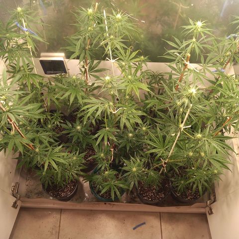 Hawaian snow growlog timeline photo