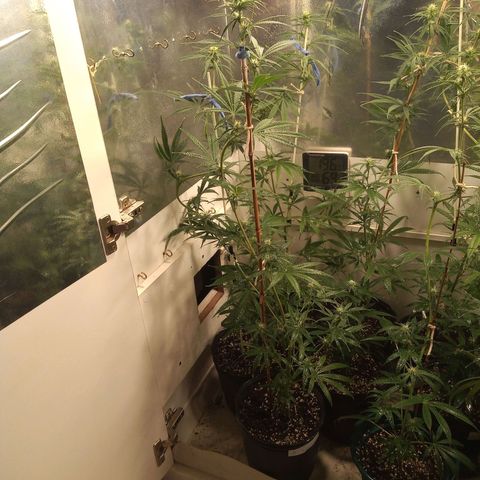 Hawaian snow growlog timeline photo
