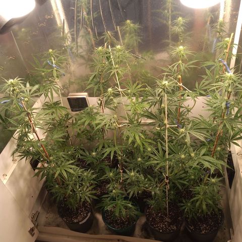 Hawaian snow growlog timeline photo