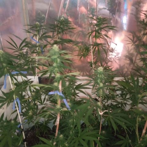 Hawaian snow growlog photo: Relleno con sustrato, reacomodamiento de ventilador, soltando totoras de tutores