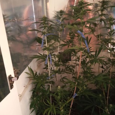 Hawaian snow growlog photo: Relleno con sustrato, reacomodamiento de ventilador, soltando totoras de tutores