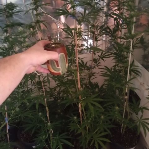 Hawaian snow growlog photo: Relleno con sustrato, reacomodamiento de ventilador, soltando totoras de tutores