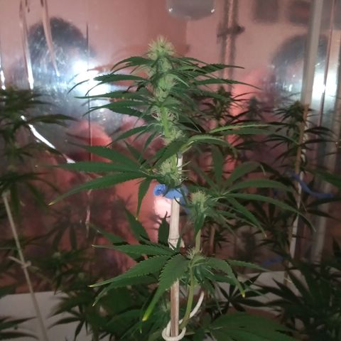 Hawaian snow growlog photo: Relleno con sustrato, reacomodamiento de ventilador, soltando totoras de tutores