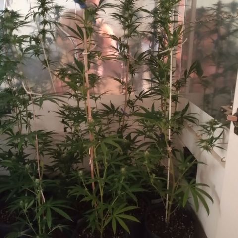 Hawaian snow growlog photo: Relleno con sustrato, reacomodamiento de ventilador, soltando totoras de tutores