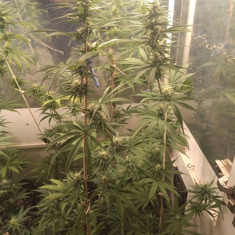 Hawaian snow growlog timeline photo