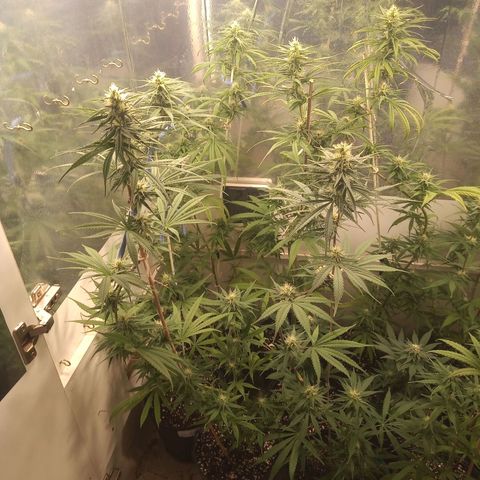 Hawaian snow growlog timeline photo