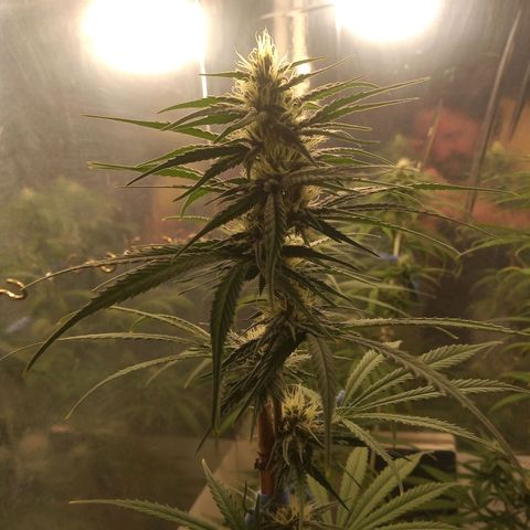 Hawaian snow growlog timeline photo