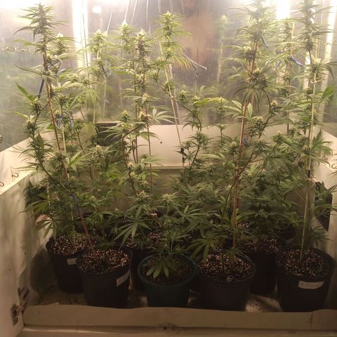 Hawaian snow growlog timeline photo