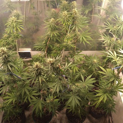 Hawaian snow growlog timeline photo