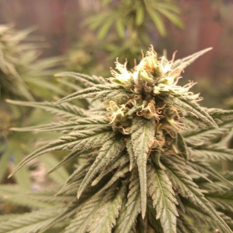 Hawaian snow growlog timeline photo