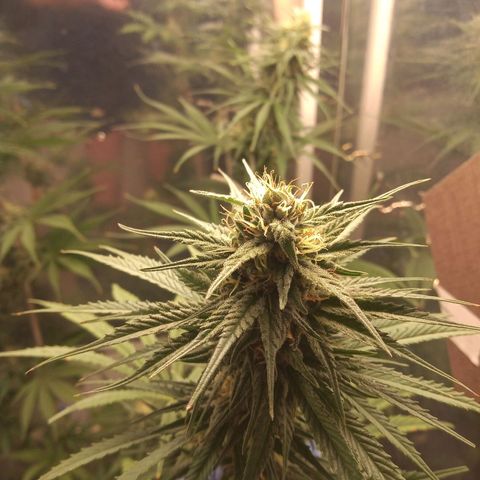 Hawaian snow growlog timeline photo