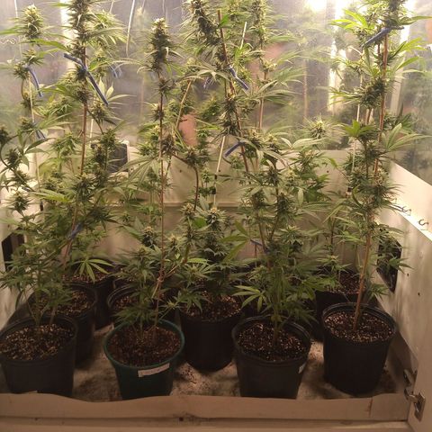 Hawaian snow growlog timeline photo
