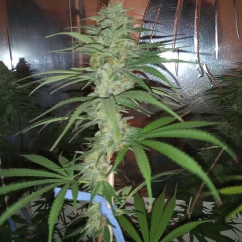 Hawaian snow growlog timeline photo