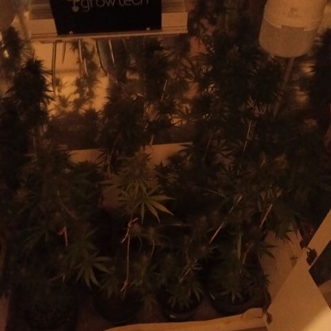 Hawaian snow growlog timeline photo