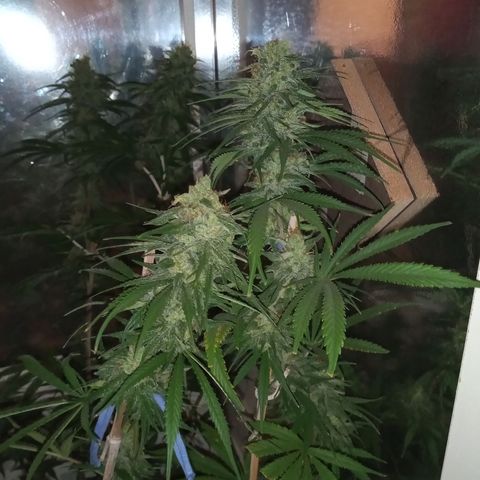 Hawaian snow growlog timeline photo