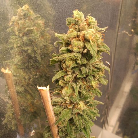 Hawaian snow growlog timeline photo