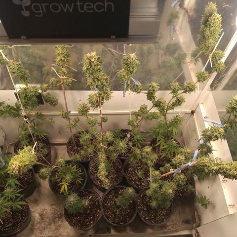 Hawaian snow growlog timeline photo