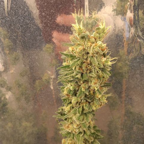 Hawaian snow growlog timeline photo