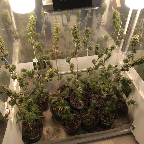 Hawaian snow growlog timeline photo