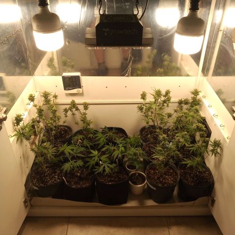 Hawaian snow growlog timeline photo