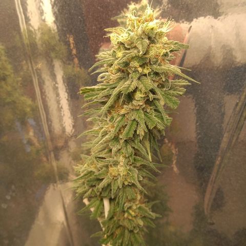Hawaian snow growlog timeline photo