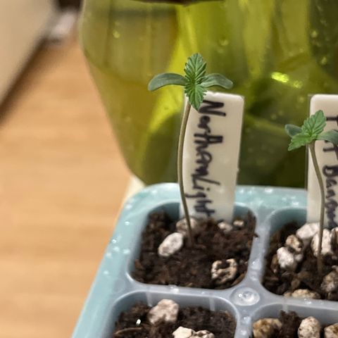 Northern Lights V3* growlog photo: 8:09am