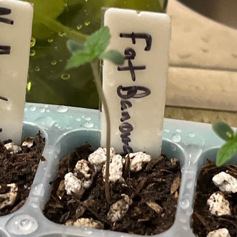 Fat banana Auto* middle left  growlog photo: 8:10am