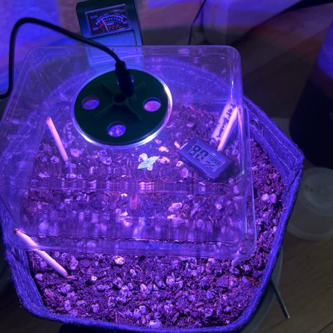 Fat banana Auto* middle left  growlog photo: 4:19pm 