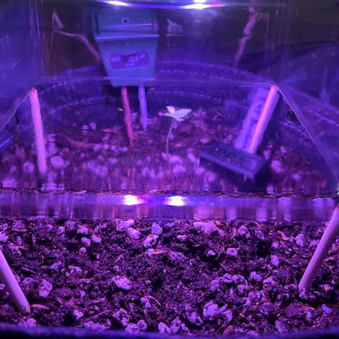 Fat banana Auto* middle left  growlog photo: 4:19pm 