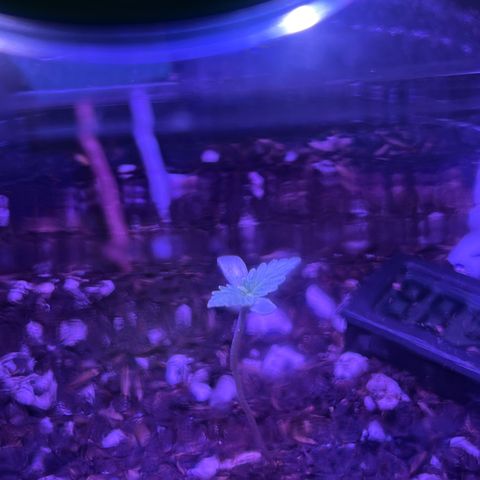 Fat banana Auto* middle left  growlog timeline photo
