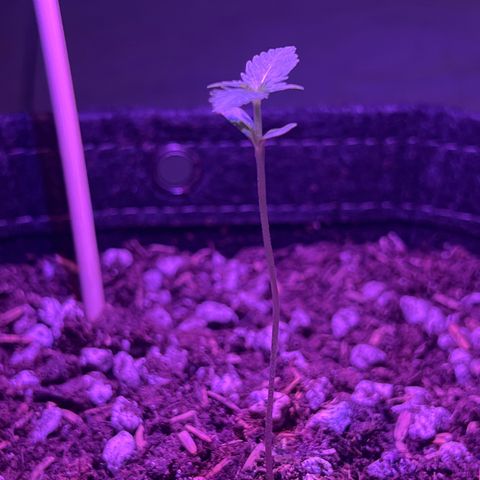 Fat banana Auto* middle left  growlog photo: 10:08AM