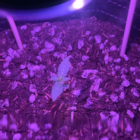 Fat banana Auto* middle left  growlog timeline photo