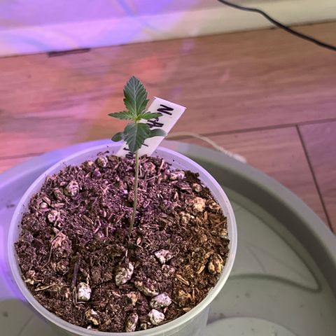 Northern Lights V3* growlog photo: 11:44am 