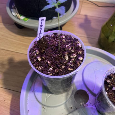 Northern Lights V3* growlog photo: 11:18am