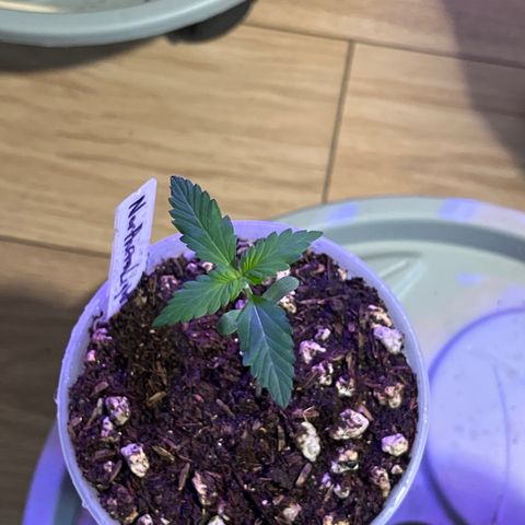Northern Lights V3* growlog photo: 11:18am
