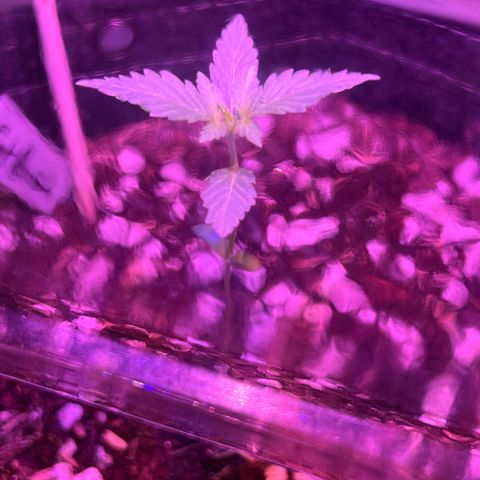 Fat banana Auto* middle left  growlog photo: 11:19am