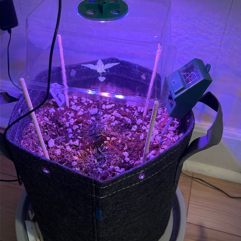 Fat banana Auto* middle left  growlog photo: 11:19am